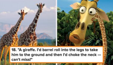 24 Animals People Think They Could Beat In A Fight