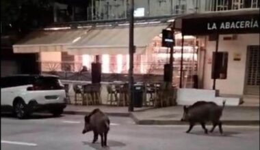 What is being done about the wild boar problem in Malaga?
