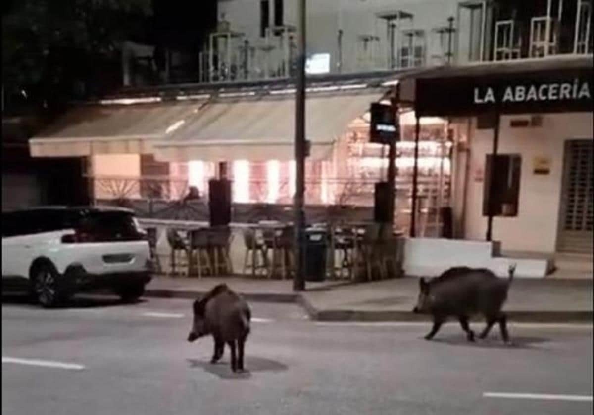 What is being done about the wild boar problem in Malaga?