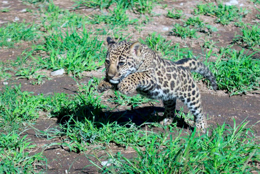 A baby jaguar cub bounds through short grass