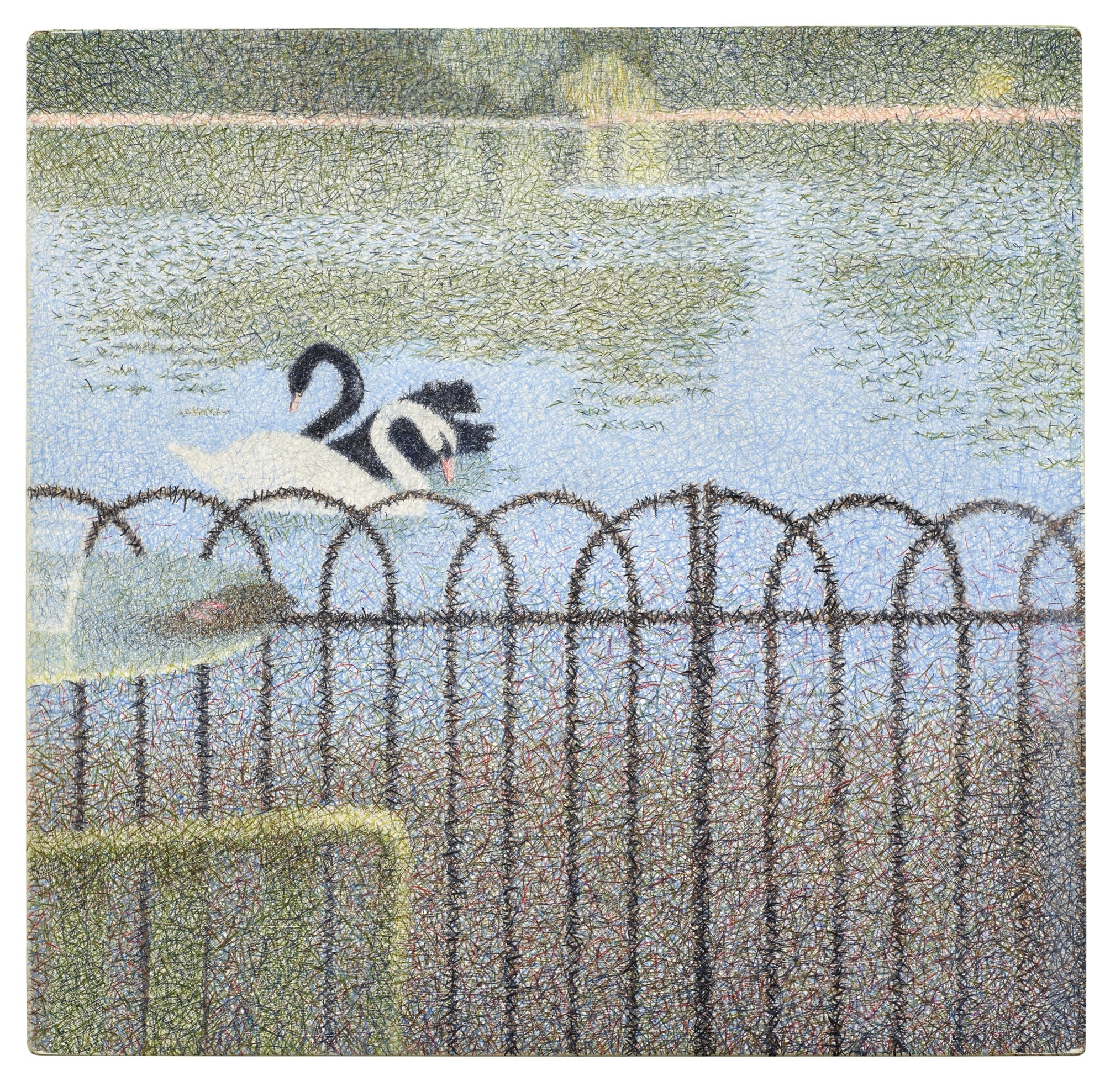 a graphite and colored pencil drawing by Tarka Kings of two swans in a lake, seen through a fence