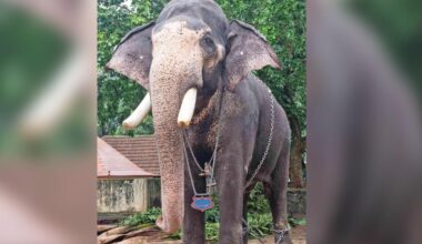 Kerala’s famous elephant camp at centre of row after jumbo’s death