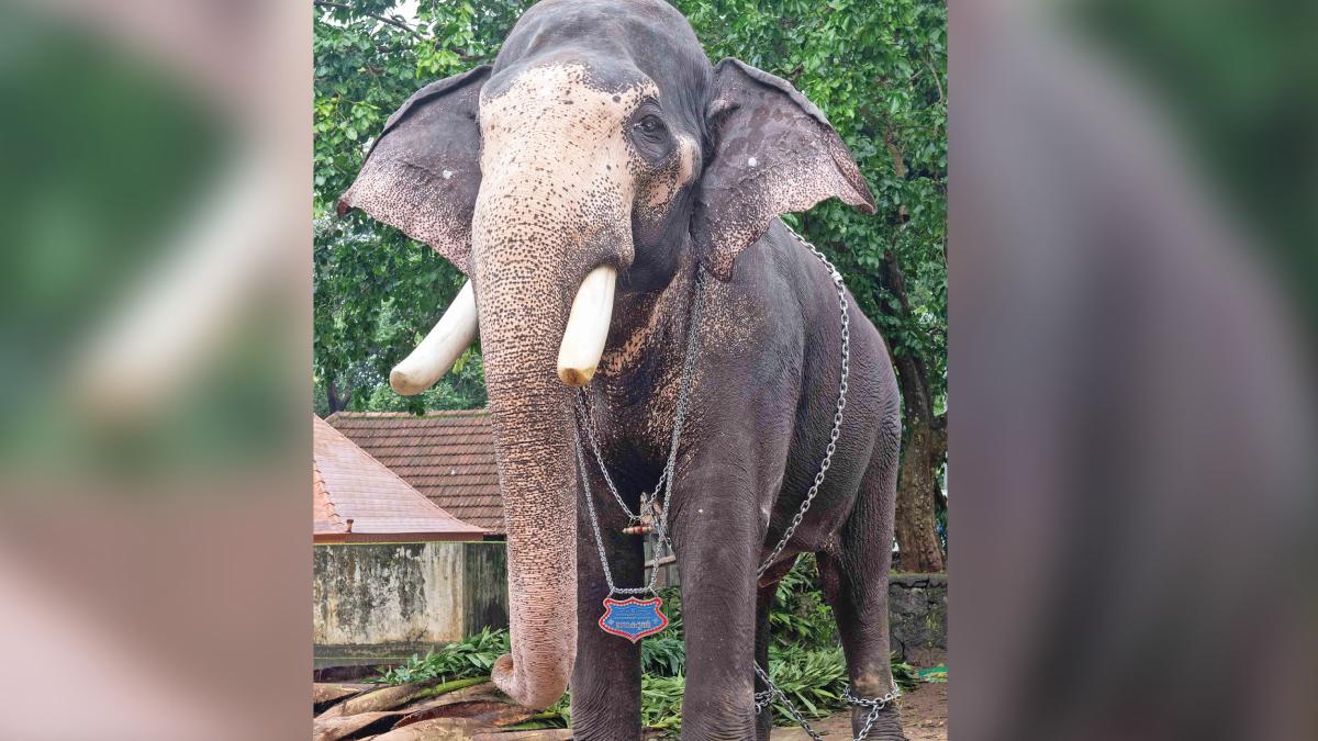 Kerala’s famous elephant camp at centre of row after jumbo’s death