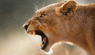 There's One Super Predator in Africa That Instills More Fear Than Lions : ScienceAlert
