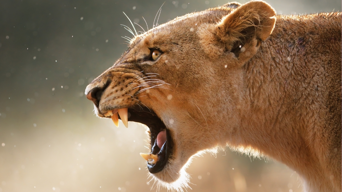 There's One Super Predator in Africa That Instills More Fear Than Lions : ScienceAlert