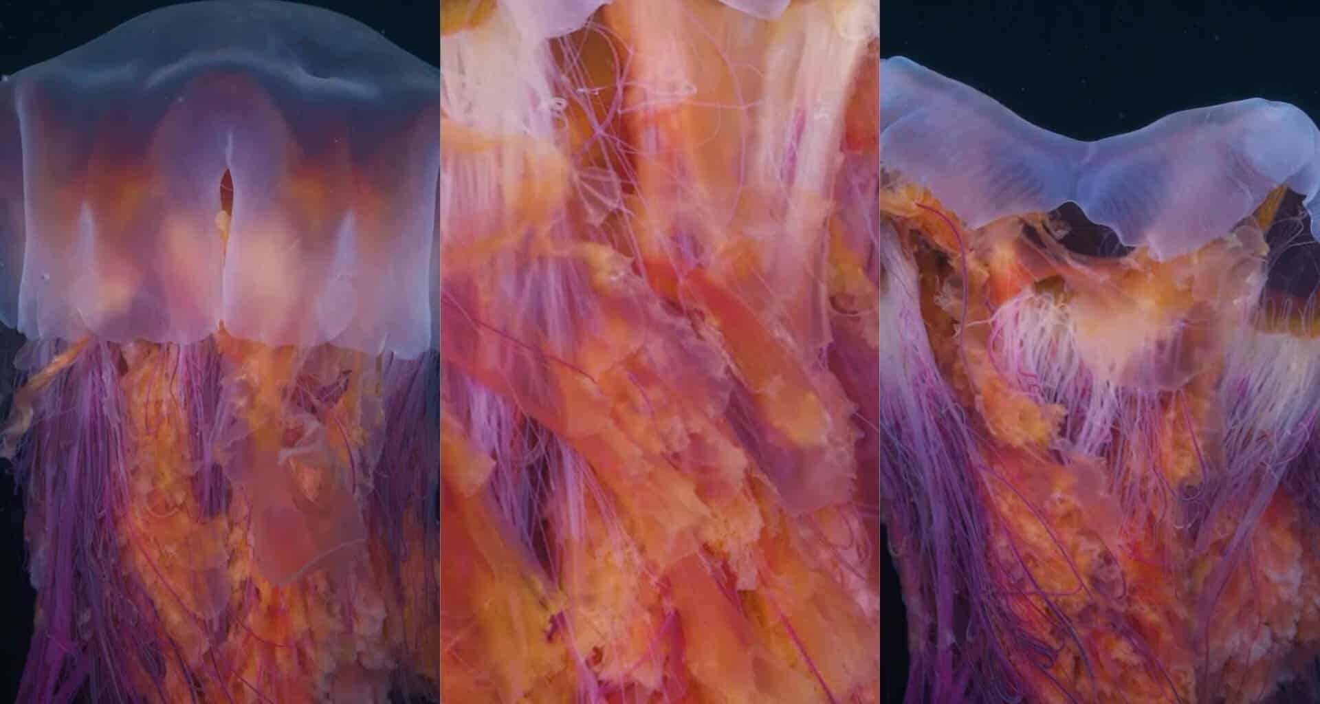 This Beautiful Jellyfish Can Grow Longer Than a Blue Whale. A Diver Caught it on Tape