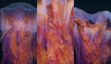 This Beautiful Jellyfish Can Grow Longer Than a Blue Whale. A Diver Caught it on Tape