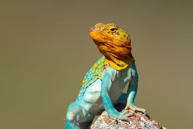 Life forms are even more threatened by global warming than previously thought, Trinity College research shows
