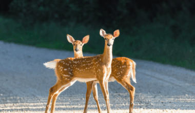 Local meeting to discuss rising deer population