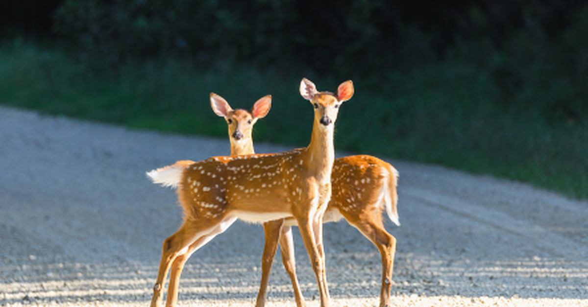 Local meeting to discuss rising deer population
