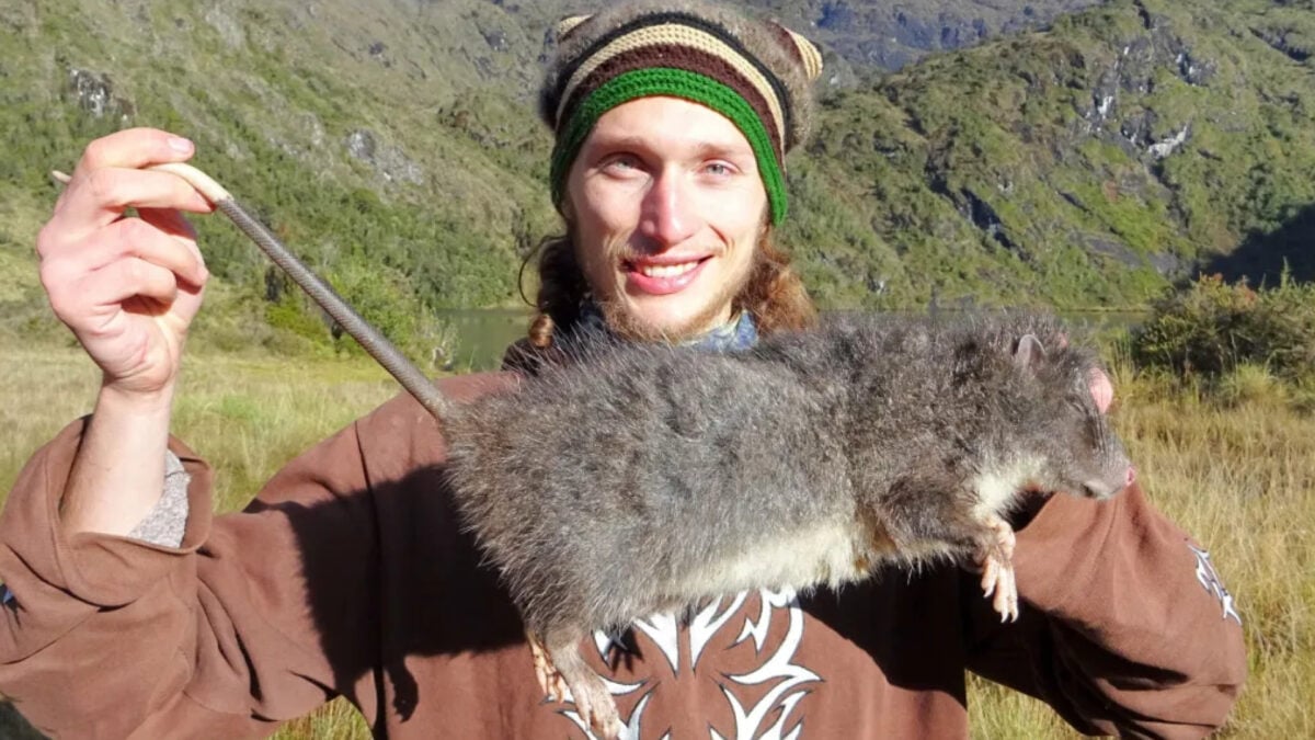 ‘Lost’ for 30 Years, This Giant Woolly Rat Just Showed Up in the Wild