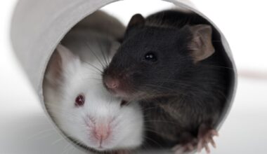 Drug Combination Boosted Lifespan of Mice by 73%, But Only For One Sex : ScienceAlert