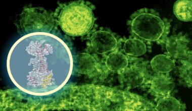 AI maps how a new antibiotic targets gut bacteria | MIT News