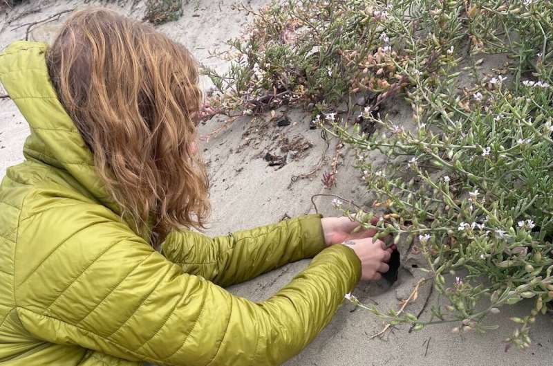 Emma Jochim digs into a coastal sand dune in search of trapdoor spider burrows. Credit: Emma Jochim / UC Davis New species of spider discovered, just in time for Halloween