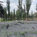 Mexican Architect Mario Schjetnan and Grupo de Diseño Urbano Awarded the 2025 Oberlander Prize for Landscape Architecture - Image 2 of 12