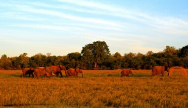Verra Seeks Compensation For Millions Of Excess Kariba REDD+ Credits