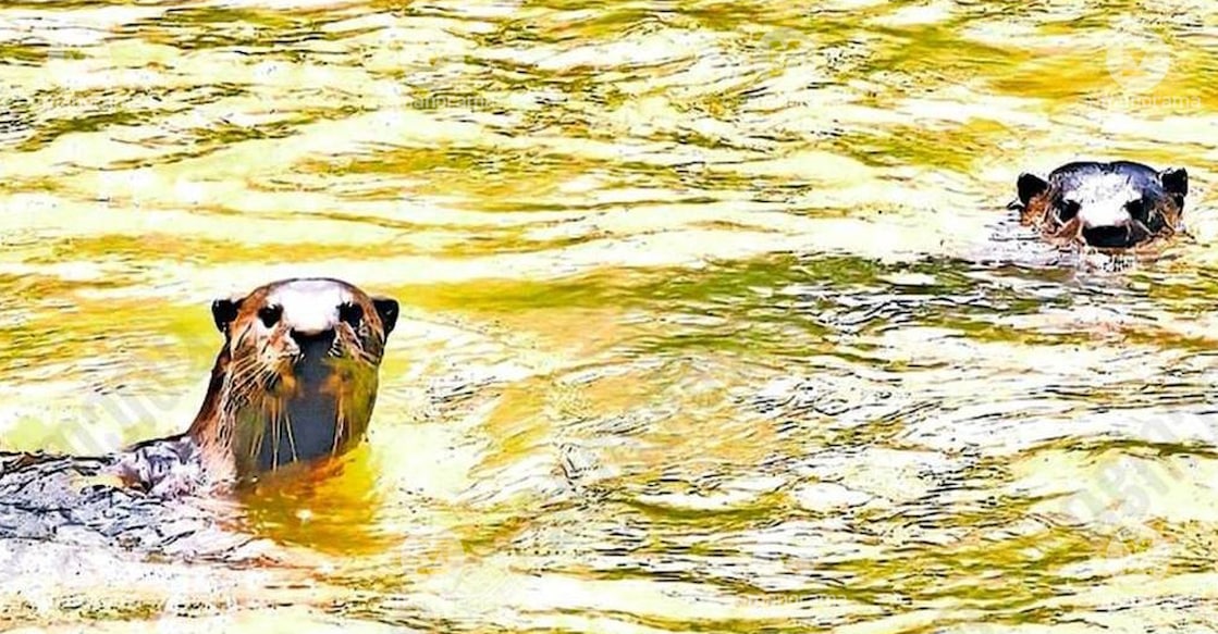 Otters in Thodupuzha lake. Photo: Manorama