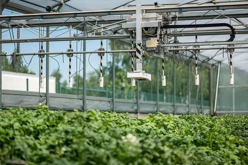 Every day, photographs are taken of the potato plants being studied so that their development can be closely monitored and compared.