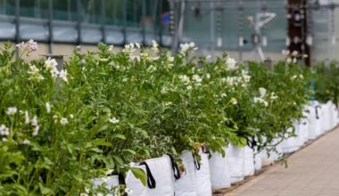 Potatoes & Products: Industry, News, Stats, Prices, Markets & Trends