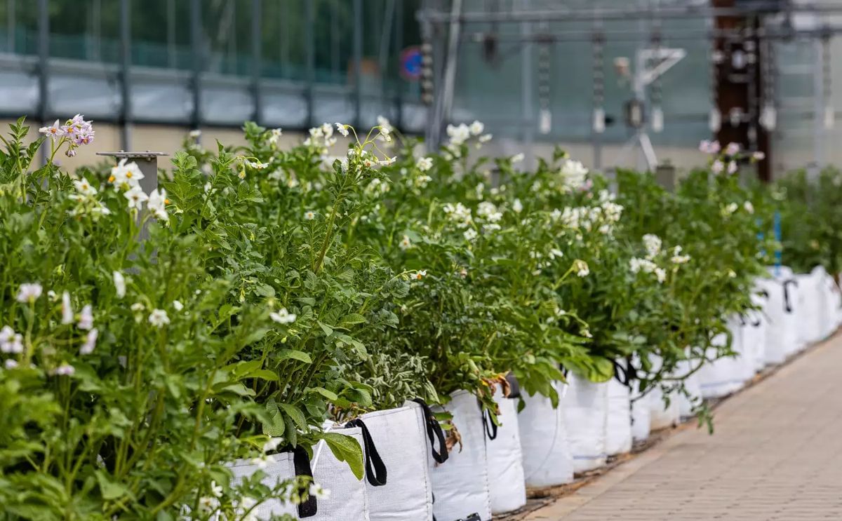 Potatoes & Products: Industry, News, Stats, Prices, Markets & Trends