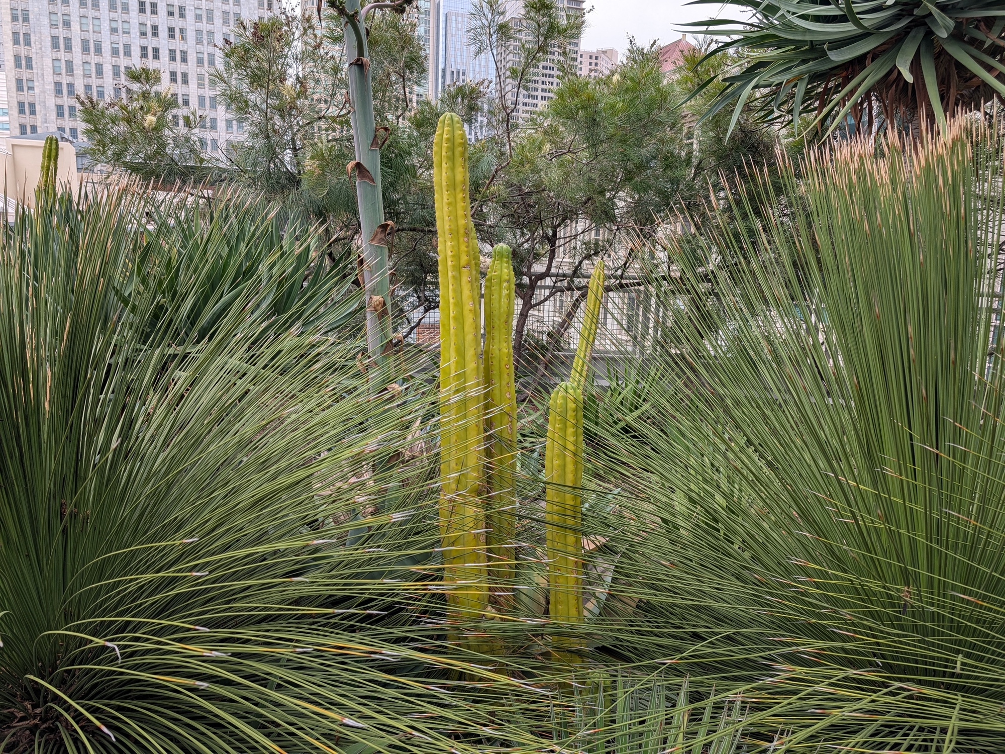 Cactus shot by Pixel 10 Pro