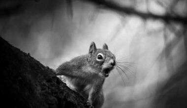 Anthropocene magazine logo