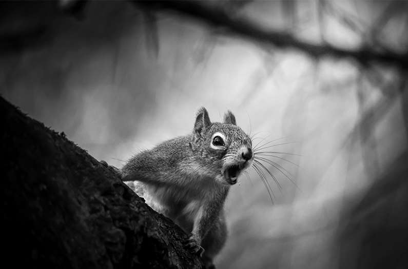 Anthropocene magazine logo