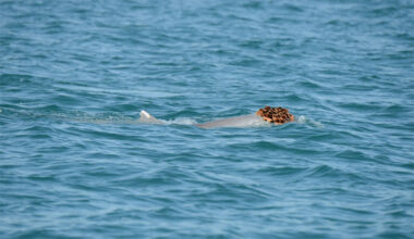 humpback dolphin with sea sponge on its head