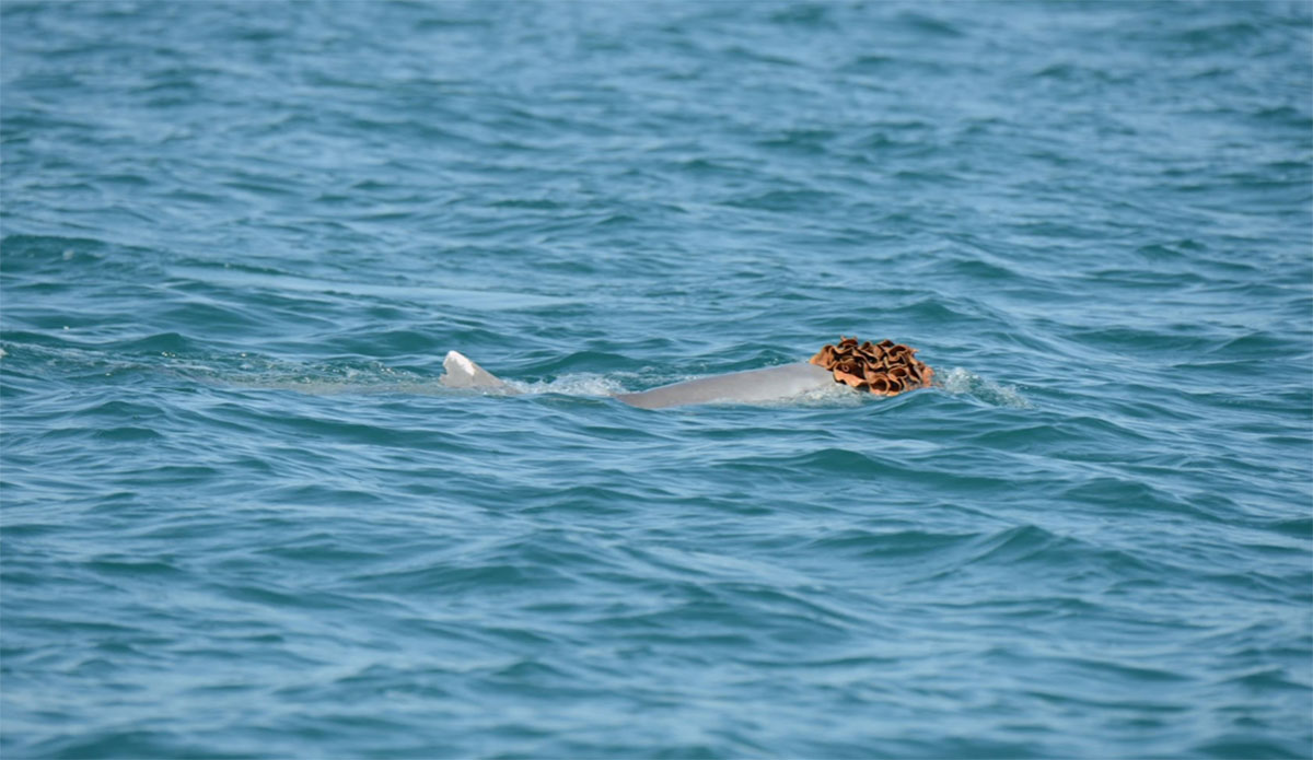 humpback dolphin with sea sponge on its head