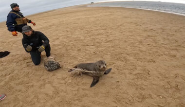baby seal with bucket and rope around its neck in Namibia