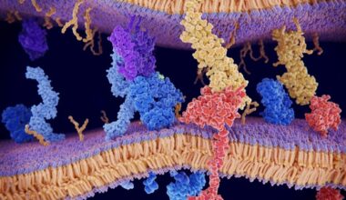 Unraveling the secrets of neuronal mechanotransduction