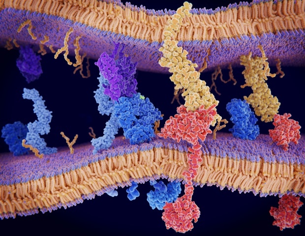 Unraveling the secrets of neuronal mechanotransduction