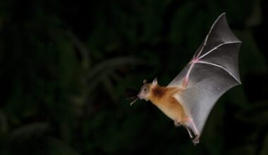 Scientists Capture First-Ever Footage of a Bat Eating a Bird in Midair – One Green Planet