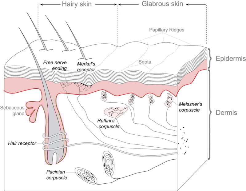 Cross-section diagram of human skin showing hairy and glabrous regions, labeled with structures such as hair follicle, sebaceous gland, free nerve endings, Merkel’s receptor, Meissner’s corpuscle, Pacinian corpuscle, and Ruffini’s corpuscle.