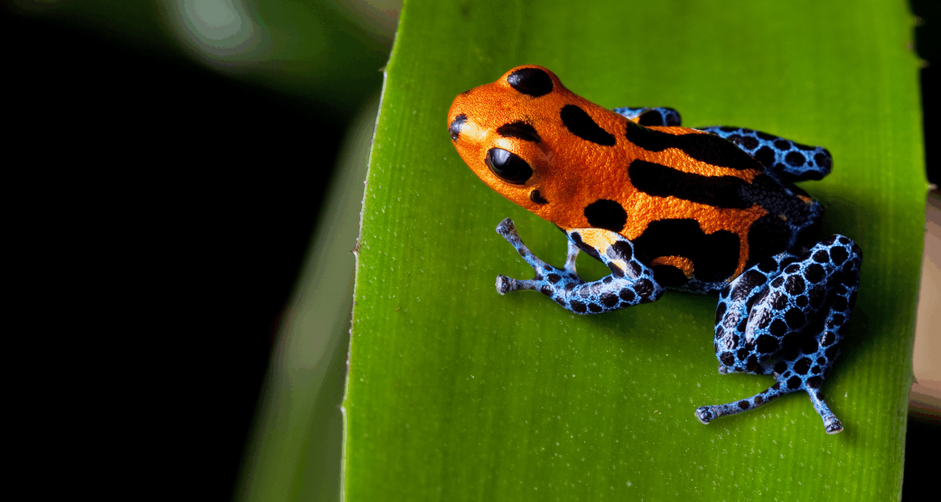 Snakes Filmed ‘Wiping’ Poison Off Frogs Before Eating Them Alive