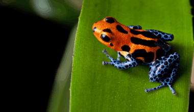 Snakes Filmed ‘Wiping’ Poison Off Frogs Before Eating Them Alive
