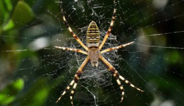 from glowing green bats to vibrating spider webs – Physics World