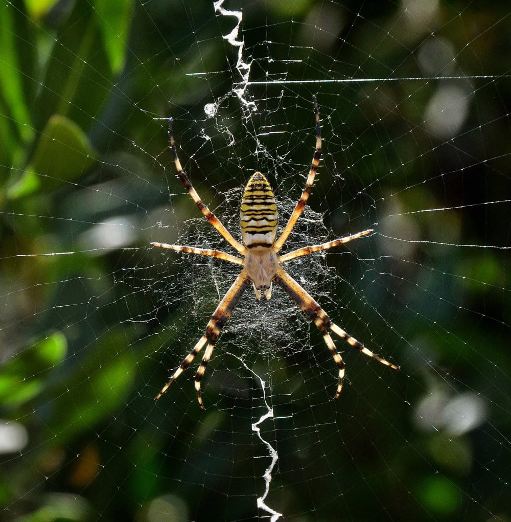 from glowing green bats to vibrating spider webs – Physics World