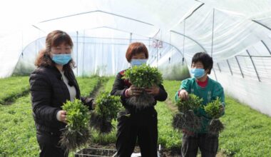 Sugar alternative market sees projected growth to $29 billion by 2029