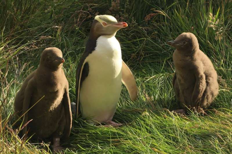 Researchers have revealed the endangered hoiho is actually made up of three distinct subspecies which diverged up to 16,000 years ago. Credit: Janelle Wierenga Study reveals genetic secrets of one of world's rarest penguins