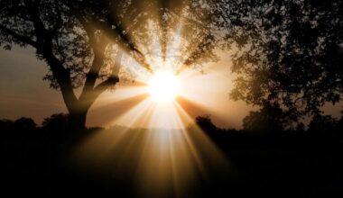 Reflect Orbital: A bright sun with rays bursting through past dark trees and landscape.