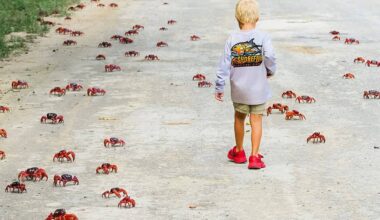 Tens of millions of red crabs begin annual migration on Christmas Island