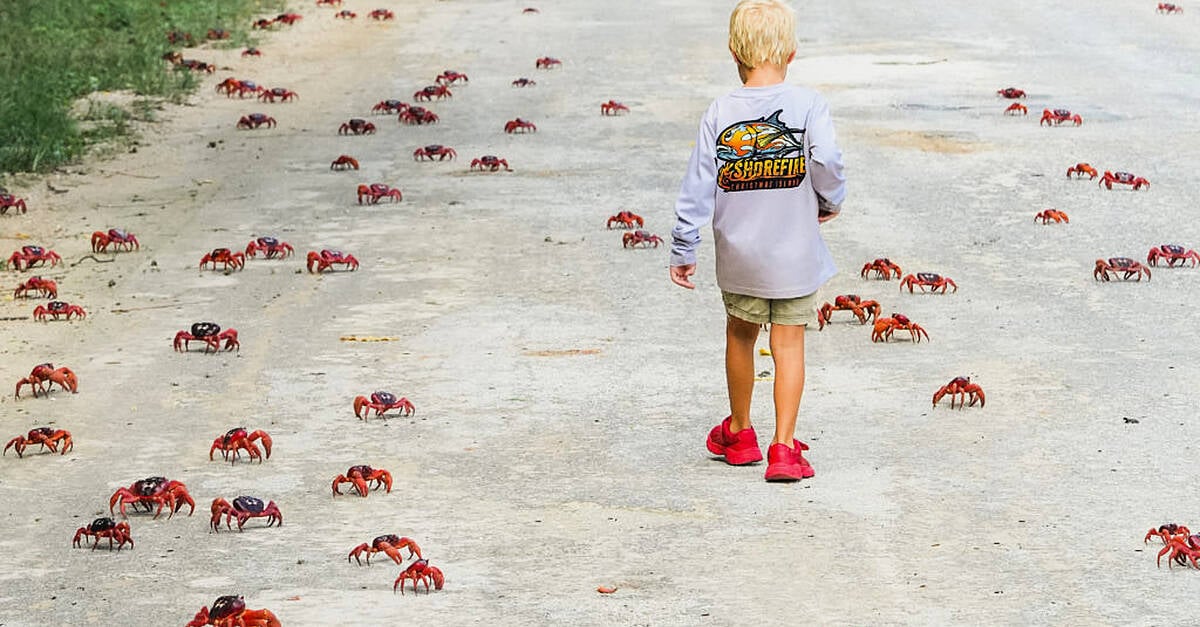Tens of millions of red crabs begin annual migration on Christmas Island