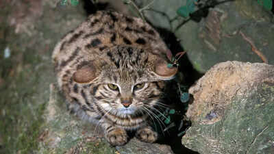 The world’s fiercest small cat: Know about the rare and remarkable Black-footed cat