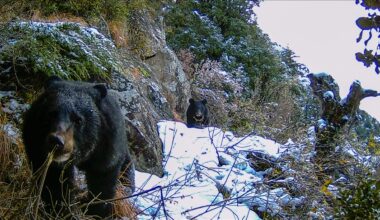 Shrinking habitats, rising poaching push Pakistan’s bears toward the brink