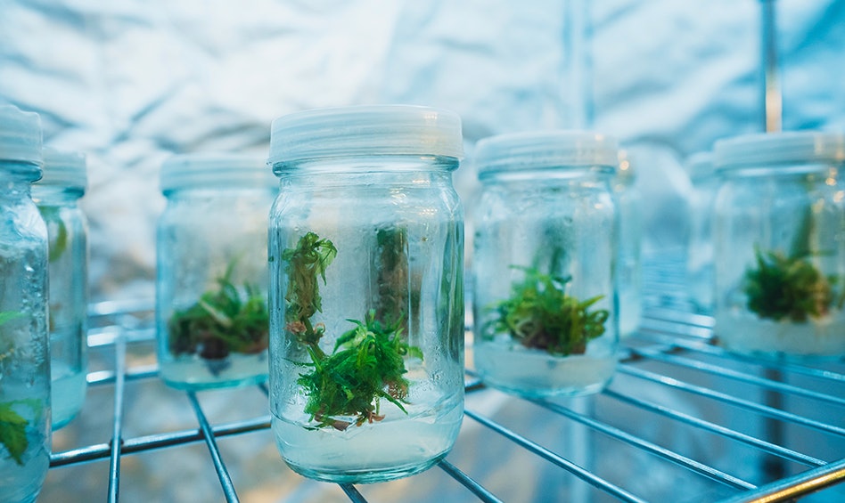 Zennetix Forms Breeders’ Council to Deliver Award-Winning Genetics Through Tissue Culture Technology