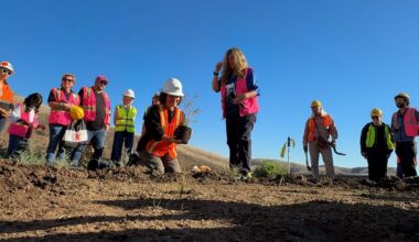First plants placed into soil atop wildlife crossing