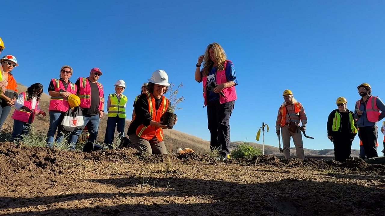 First plants placed into soil atop wildlife crossing