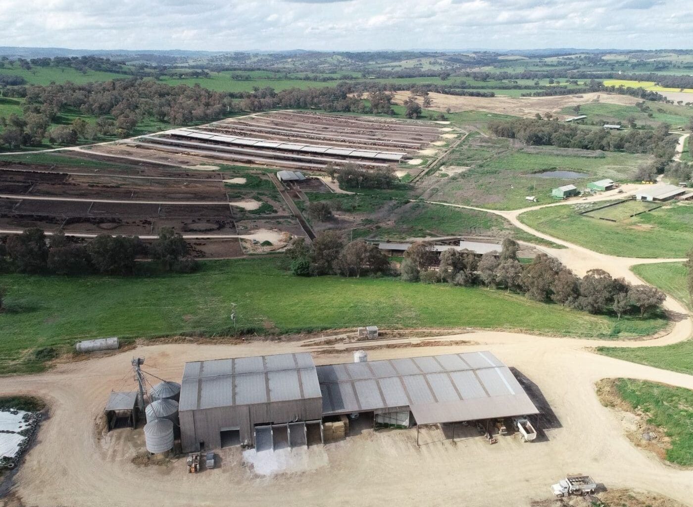 Feeder cattle market: Weight of numbers puts downward pressure on grids