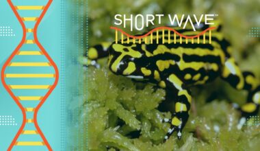 Should gene modified species go free in the wild? : Short Wave : NPR